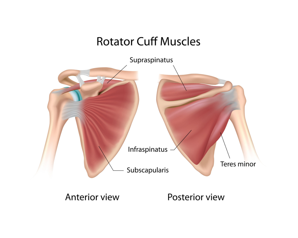 rotator-cuff-strain-tendinopathy-in-houston-tx-mvmt-chiropractic